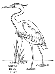 Great Blue Heron Coloring Page Animals Town Animals Color Sheet Great Blue Heron Free Printable Coloring Page Heron Art Bird Coloring Pages Bird Drawings