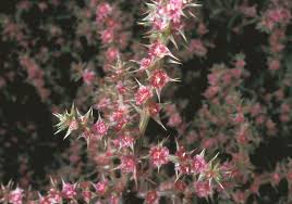 Image result for Salsola kali