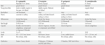 Image result for Gymnosporia tenuispina