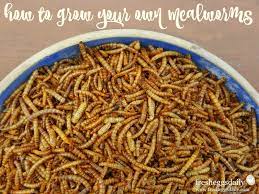 How To Raise And Breed Mealworms For Your Chickens Meal Worms Meal Worms Raising Raising Chickens