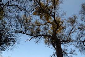 Image result for Schinopsis