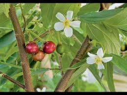 Maybe you would like to learn more about one of these? Growing The Strawberry Tree Muntingia Calabura Youtube