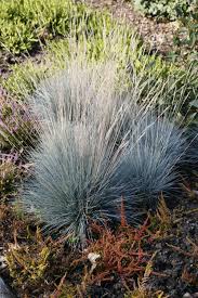 Immergrune Ziergraser Blattschmuck Fur Den Winter Ziergras Graser Im Garten Blauschwingel