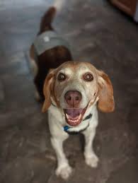 Looking for steps for my dog to get