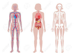 Find free pictures, photos, diagrams, images and information related to the human body right here at science kids. Woman Skeleton Internal Organs Circulatory System Anatomy Royalty Free Cliparts Vectors And Stock Illustration Image 145038615