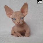 What You Need to Know Before Bringing Home a Sphynx Cat ...