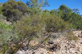 Image result for Lipocarpha nana