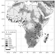 Kitchen worktops are definitely what defines a kitchen. A Revision Of The Old World Black Nightshades Morelloid Clade Of Solanum L Solanaceae