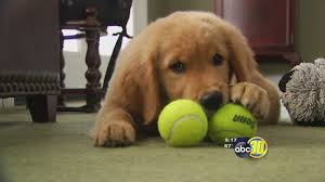 At lucky charm golden retrievers, english cream golden retrievers are our specialty. Owners Of Golden Retrievers Part Of Massive Effort To Help Stop A Silent Killer Abc30 Fresno