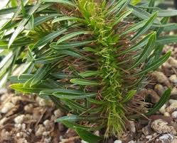 Image result for Pachycarpus eximius