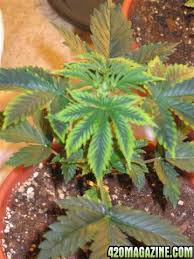 Image result for zinc burn in plants