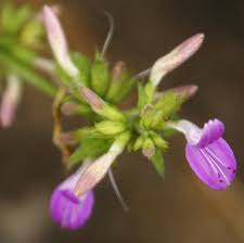 Image result for Dicliptera sp. C