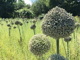 Sie entwickelten sich zur zeit der dinosaurier und später, zur zeit der megafauna und haben bis heute überlebt. Die Schonsten Parks Walder Und Naturschutzgebiete In Und Um Dusseldorf
