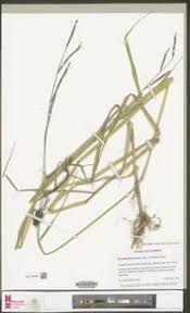 Image result for Urochloa arrecta