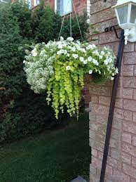 Maybe you would like to learn more about one of these? White And Green Hanging Basket For The Full Sun Trailing Allysum Has An Amazing Fragrance Pretty Please Home Hanging Plants Hanging Plants Outdoor Plants For Hanging Baskets
