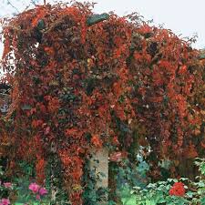 Image result for Parthenocissus quinquefolia