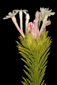 Image result for Gnidia