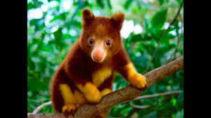 The World S Rarest And Possibly Extinct Animals 24 7 Wall St