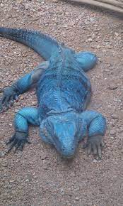 Why So Blue My Friend Animals Beautiful Animals Endangered Animals