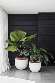 30 Indoor Decorative Plants To Bring Freshness Plant Decor Indoor Indoor Plants Plant Decor