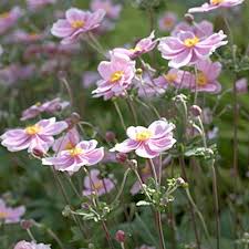 Image result for Anemone transvaalensis