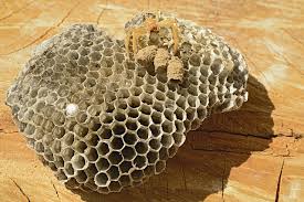 I really didn't close, the extensions of the vacuum cleaner and the zoom of the camera makes it look close. Wasp Nest Vacuum Spider Free Photo On Pixabay