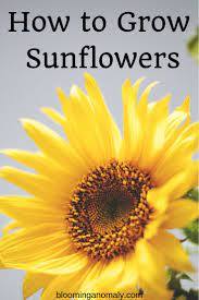 Do You Love Sunflowers And Want To Grow Them In Your Yard You Can No Matter How Big Or Small A Space You Have There Growing Sunflowers Gardening Tips Plants