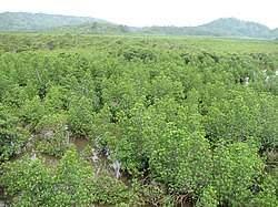 Image result for Rhizophora mucronata