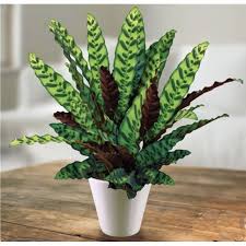 Exotic `calathea orbifolia prayer plant` houseplant with round leaves with stripes on dark black background. Calathea Prayer Plant Sold Out Lee S Summit Florist All A Bloom Flowers Gifts Flower Delivery Lee S Summit Mo 64063