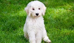 Labradoodle Breed Information