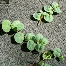 Image result for Phyllanthus polyanthus