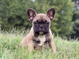 The french bulldog is nicknamed frenchie. View Ad French Bulldog Puppy For Sale Near Virginia Henrico Usa Adn 91283