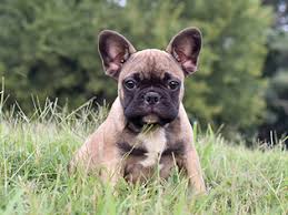 Rare & exotic colored french bulldogs. French Bulldog Puppies For Sale In Va Petswall