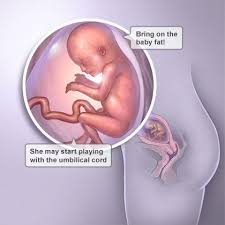 Pin On Pink Pregnancy Week By Week