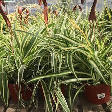 Image result for Chlorophytum comosum