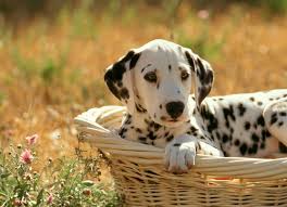 Image result for dalmatian