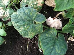 Image result for Cucumis sativus