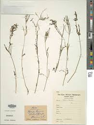 Image result for Justicia anselliana