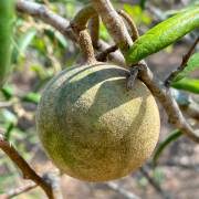 Image result for Maerua salicifolia