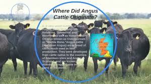 This is emphasized by the current revival and popularity of the red strain of aberdeen angus throughout the world. Where Did Angus Cattle Originate By Cassidy Kowalski