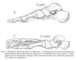 Chimpanzee Feet Vs Human Feet