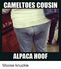 A camel toe is nicer looking, but i suffered a moose knuckle once, easily got rid of it tho.threw my jeans away.x. Cameltoes Cousin Alpaca Hoof Moose Knuckle Funny Meme On Me Me