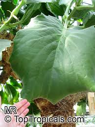 Image result for Cyphostemma barbosae