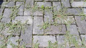 The Surprising Kitchen Ingredient That Can Kill Patio Moss