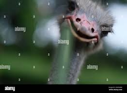 Ostrich Is Smiling To Camera Stock Photo Alamy