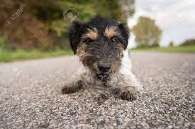 Jack Russell Terrier Hound - Dirty Dog 免版權照片，圖片，畫像及圖片庫. Image 95155673.