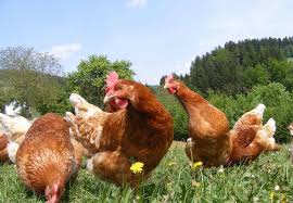 Gallery Farm Animals - Galleries - Our Stories - FOUR PAWS International