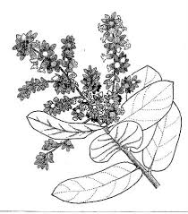 Image result for Magnistipula butayei