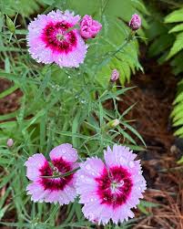 Image result for Dianthus