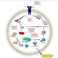 Kyk na voorbeelde van plumber vertaling in sinne, luister na uitspraak en leer grammatika. Pdf Autophagy In Cancers Including Brain Tumors Role Of Micrornas